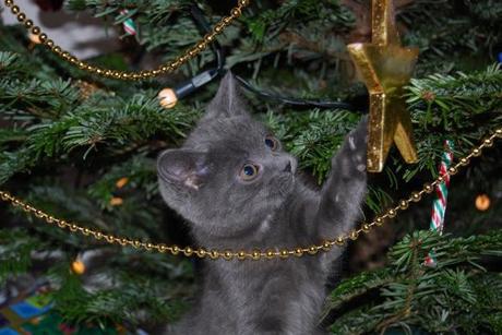 Curious Cat in a Christmas Tree