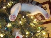 World’s Best Images Cats Christmas Trees