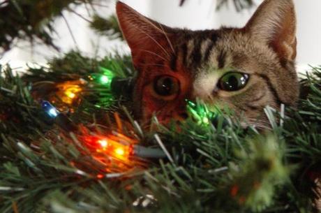 Curious Cat in a Christmas Tree