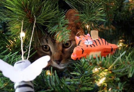 Curious Cat in a Christmas Tree