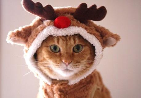 Cat Dressed as a Reindeer