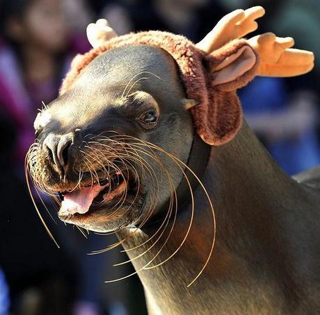 Sea Lion Dressed as a Reindeer