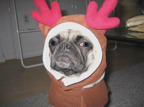 Dog Dressed as a Reindeer