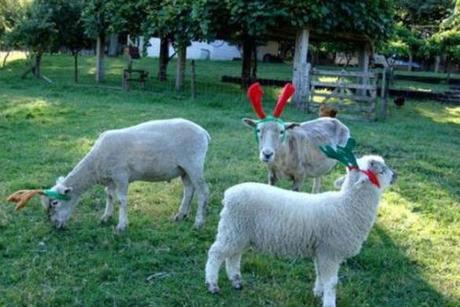 Sheep Dressed as a Reindeer