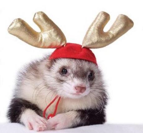 Ferret Dressed as a Reindeer