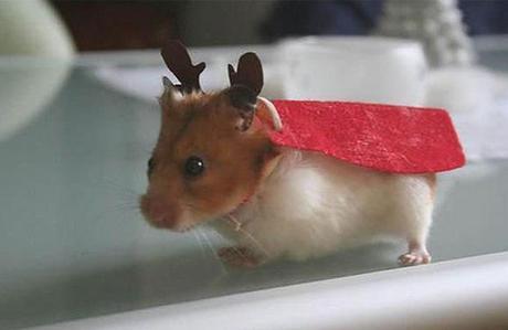 Hamster Dressed as a Reindeer