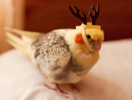 Bird Dressed as a Reindeer