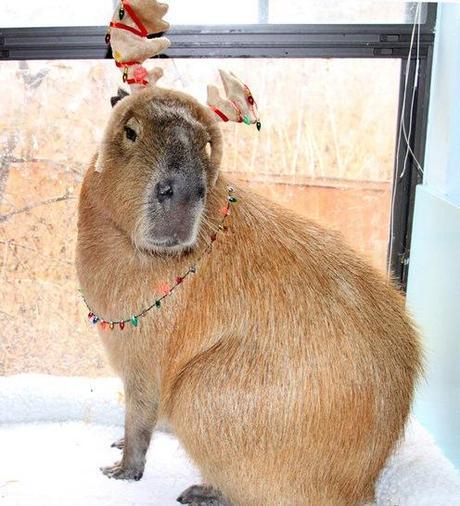 Capybara Dressed as a Reindeer