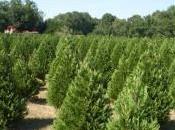 Facts About Christmas Trees