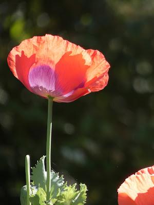 Poppies