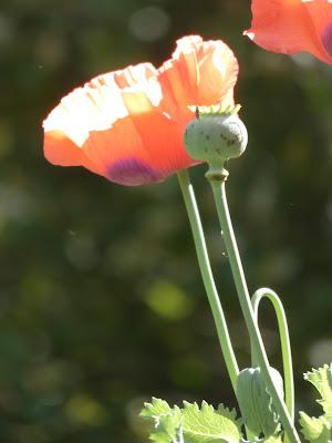 Poppies