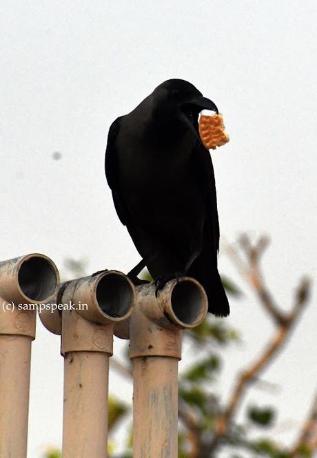 the story of Marie biscuit - Russian connection !! the story of Marie biscuit - Russian connection !!