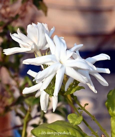 Adukku Malligai - fragrant Jasmine !