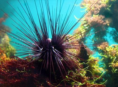 Spiky sea urchin