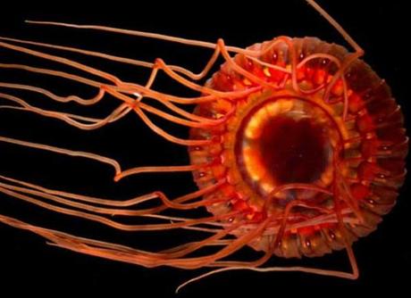 Crimson Jellyfish