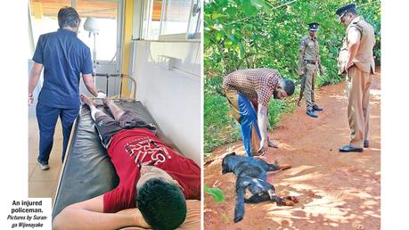 Cops injured in dog bite during raid in Pupuressa