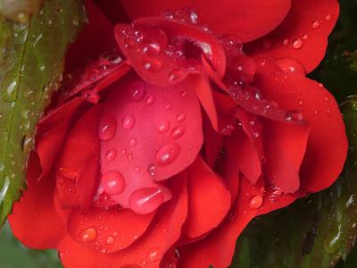 Clematis and Friends