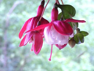 Clematis and Friends