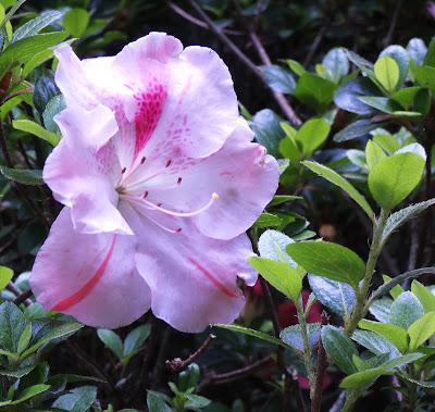 Clematis and Friends