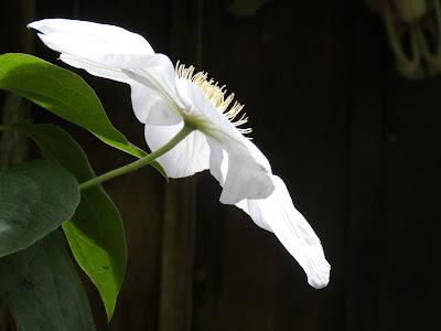 Clematis and Friends