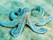 What's Your Plate Octopus