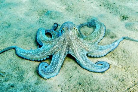 What's is on your plate !   -   Octopus !!