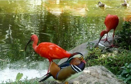 Birds of Barbados A Birdwatcher's Paradise