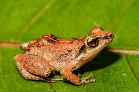 Spotting Other Wildlife in Barbados