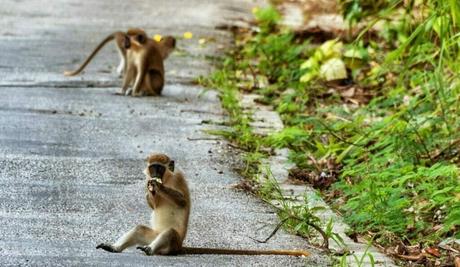 Delving Into the Barbados Wildlife Reserve