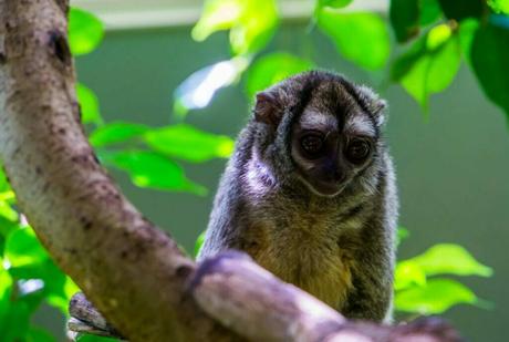 Monkeys of Barbados