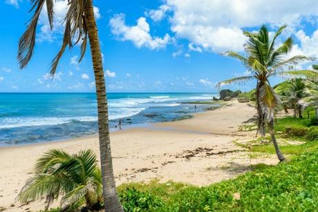 Bathsheba Beach Nature's Majestic Playground