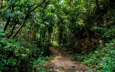 Welchman Hall Gully A Tropical Oasis