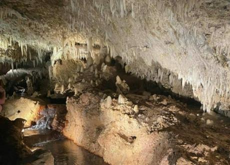 Barbados Travel: 10 Reasons Why Barbados Should be Your Next Caribbean Vacation Destination Wildlife - Nature's Wonders