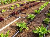Growing Demand Drip Irrigation Market Trends Forecasts