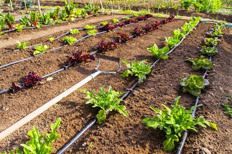 The Growing Demand for Drip Irrigation Market : Key Trends and Forecasts The Growing Demand for Drip Irrigation Market : Key Trends and Forecasts