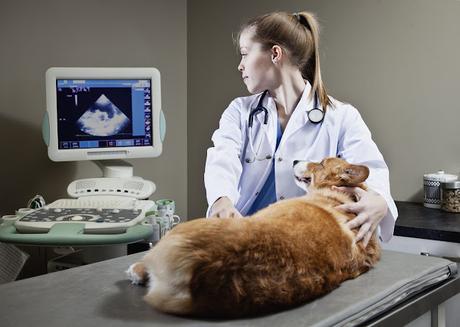 Veterinary Services Market: Key Trends And Growth Forecasts Veterinary Services Market: Key Trends And Growth Forecasts