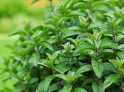 Naturally Soothe Your Stomach: Herbal Teas Bloating Relief