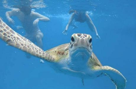 Marine Life Encounters with Underwater Marvels