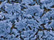 Exploring Booming Bacillus Subtilis Market: Trends Growth Opportunities