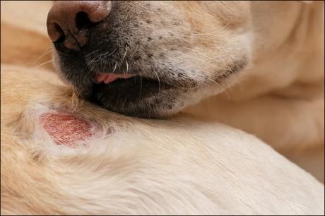 Skin Cancer in Dogs – Causes, Symptoms, and Treatment ! Your Veterinary Guide