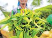 Production Marginally April