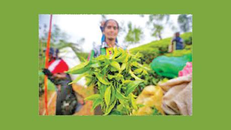 Tea production up marginally in April