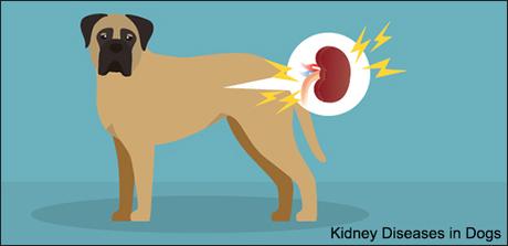 Kidney Diseases in Dogs- Treatment With Herbal Products