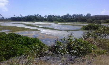 Barbados National Parks and Nature Reserves Guide Chancery Lane Swamp A Wetland Wonderland