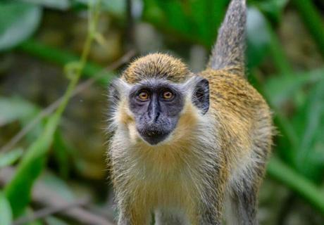Barbados National Parks and Nature Reserves Guide Bath Nature Reserve A Serene Escape