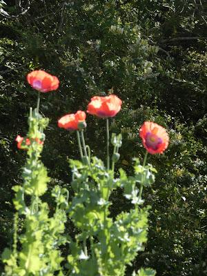 Memorial Day--The Old Lie