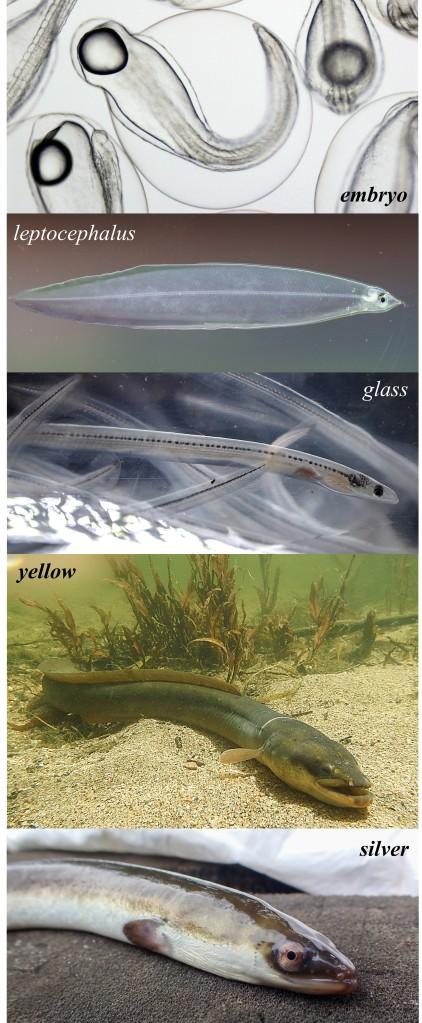 An unexpected journey (of eels)