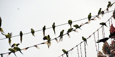 Parrot home at Thiruvallikkeni