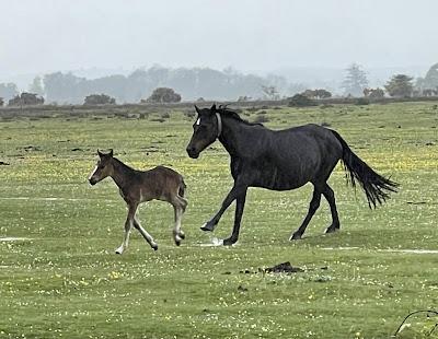 SPRING WILDFLOWERS AND PONIES IN ENGLAND’S NEW FOREST, Guest Post by Susan Kean