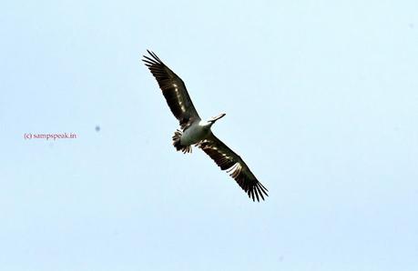 CSK soars !  - MSD steers - IPL 2023